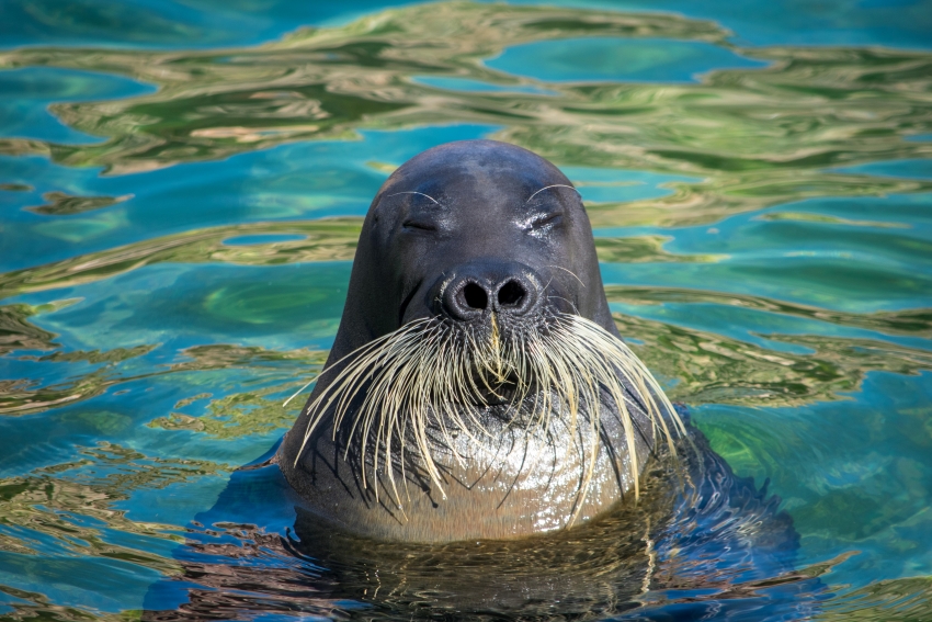 [JCB members only] English guide included!! “10/18・11/15” Otaru Aquarium Staff Guided Tour