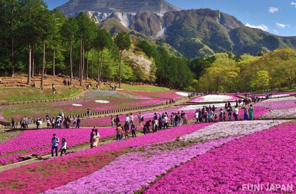 【Sakura Jepang】Wisata di Musim Semi 2024! Spot Hanami Daerah Kanto Yang Populer di Kalangan Orang Jepang