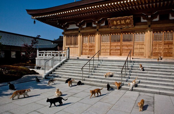Có rất nhiều chú mèo dễ thương ở “chùa mèo” nổi tiếng "Gotanjoji", tỉnh Fukui! Giới thiệu nét hấp dẫn của “Gotanjoji”
